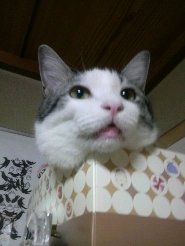 aki_tuna's profile picture. 趣味雑多。備忘録。無言フォロー&いいね失礼します。現在Pokémon GO中心。審神者。アニメ、マンガ、ゲーム好き。㊗ガンダムSEED FREEDOM劇場公開✨終映まで30回鑑賞✨。成人済腐。日常や私事気持ち整理も書くので鍵常駐🔑。