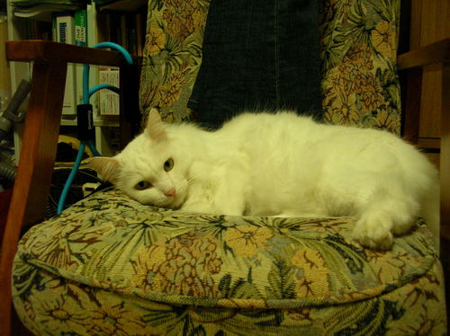 perutopurin's profile picture. コボケが得意なアラフォーです