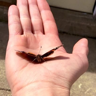 Seeker of natural beauty 🦋 Finder of something amazing, @ErotikButterfly 🦋 I'm glad I found her, she is my joy 🦋 I belong to her....but, she still flies free
