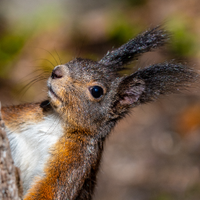 Freches Linkshörnchen 🏳️🌈🐿️⚛️♟️⚽️🧐🤪 (@jainkogabe) 's Twitter Profile Photo Freches Linkshörnchen 🏳️🌈🐿️⚛️♟️⚽️🧐🤪 (@jainkogabe) 's Twitter Profile Photo