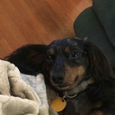 Doxie mom, Saints fan, resist-persist, against racism, sexism, ageism. pro LGBTQ & Dreamers🌊 alt acct