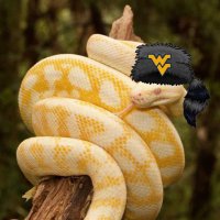 Morgantown Snake (@morgantownsnake) 's Twitter Profile Photo Morgantown Snake (@morgantownsnake) 's Twitter Profile Photo