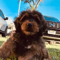 Midwest Puppy LLC (@midwestpuppys) 's Twitter Profile