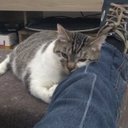 Alpaca - @LucasReal93 - Twitter