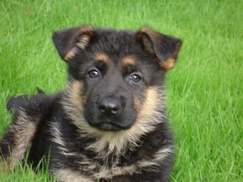 I am a German Shepherd Dog