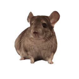 チンチラのすもも🍑さんのプロフィール画像