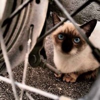 咸口四元三花拾 (@cataeyst) 's Twitter Profile Photo 咸口四元三花拾 (@cataeyst) 's Twitter Profile Photo