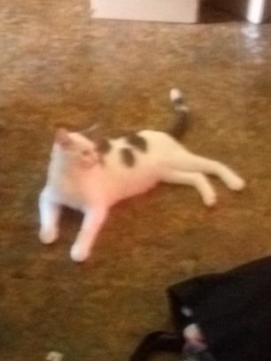 Malakhi66059954's profile picture. I like fortnite