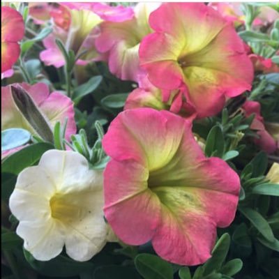 lynnz22's profile picture. You know who I am. Tweets & views my own. 🍀