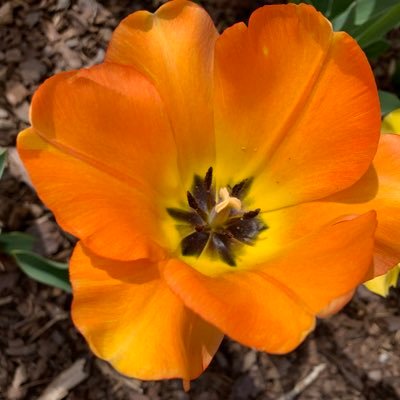 blueeyes11680's profile picture. Fun, outdoor loving, Jesus following mama.