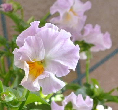 花梨 敬愛するターシャの名言 人生は短いから 不幸になってる暇なんてないのよ ターシャ テューダーの名言 Tasha Tudor T Co Pyljoksff0 花梨 敬愛するターシャの名言 人生は短いから 不幸になってる暇なんてないのよ ターシャ テューダーの名言 Tasha Tudor T Co Pyljoksff0