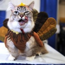 Chase Conner - @turkeykitten - Twitter