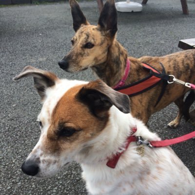 Fudge:15 yr old Rescue Collie/Terrier cross, Bella:11yr old Rescue Lurcher, Archie 🌈14yr old Rescue Yorkie cross. Billy: 20mth Lab/Collie cross ❤️❤️❤️❤️