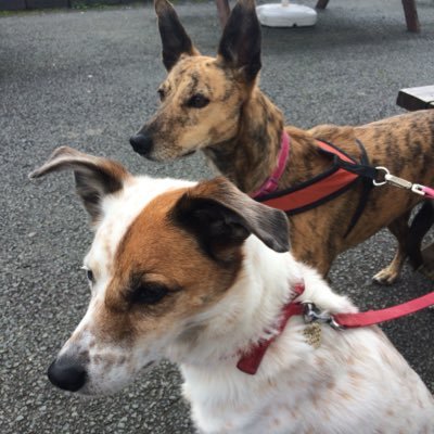 Fudge:14yr old Rescue Collie/Terrier cross, Bella:10yr old Rescue Lurcher, Archie:14yr old Rescue Yorkie cross. Billy: 6 mths Lab Collie cross ❤️❤️❤️❤️