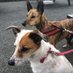 Fudge, Bella, Archie 🌈and Billy (@alisonguillemin) Twitter profile photo Fudge, Bella, Archie 🌈and Billy (@alisonguillemin) Twitter profile photo