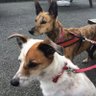 alisonguillemin's profile picture. Fudge:15 yr old Rescue Collie/Terrier cross, Bella:11yr old Rescue Lurcher, Archie 🌈14yr old Rescue Yorkie cross. Billy: 20mth Lab/Collie cross ❤️❤️❤️❤️