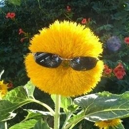 tupaya_klukva's profile picture. 