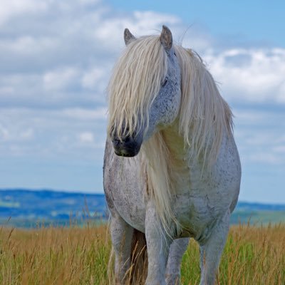 A lifelong love for the ponies who live and thrive on Dartmoor 🐴❤️ Managed by Jen - @VisitDartmoor