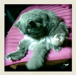 i0leon's profile picture. 猫飼った。もっふもふ。Kポ好き。SHINeeテミン、SEVENTEENジョンハン、ミンギュ、NCTならウィンウィン、マク。BTSはジョングクです。圧倒的センターに惹かれがち。