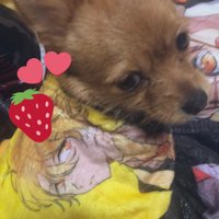 はな (@__yuu__0422) Twitter profile photo