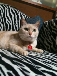 kansuke2010's profile picture. カンスケです