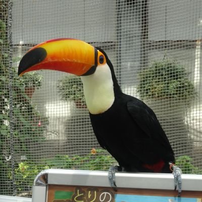 ayumipati's profile picture. Música,Fútbol,Viaje,Animales😊