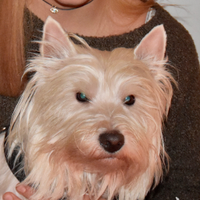 My #Westie & Me(@sharonjosephs) 's Twitter Profile Photo