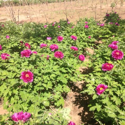 luo41512197's profile picture. 一切都是已经开始🙏🙏🙏