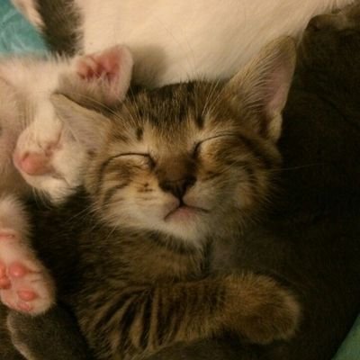 Pr_nrm's profile picture. 