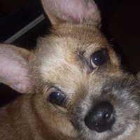 Howies Corner (@nkoreasuks714) 's Twitter Profile