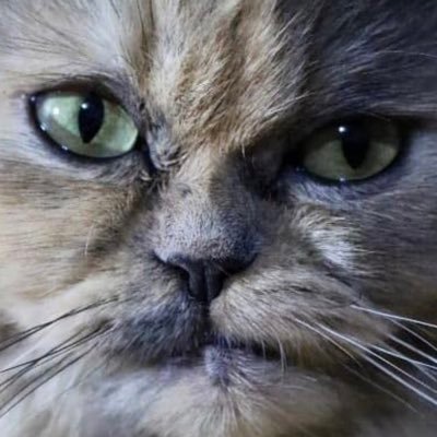 PauloFe89413023's profile picture. Curiosidade sobre o que pode ser dito de interessante em tão poucas palavras..