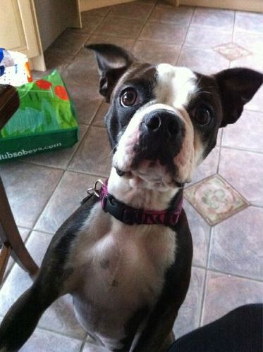 MikaTheBoston's profile picture. Mika the Boston Terrier. Will work for cookies and cheese. Enjoys long naps, hiding under blankets and pooping.