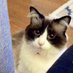 A Cat named Roo (@catroo65) Twitter profile photo A Cat named Roo (@catroo65) Twitter profile photo