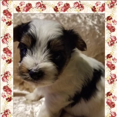 LindieLou143's profile picture. A place for Pet Parents to meet and share pictures of our fur babies! 🇺🇸 ❤️ ✌️ 🐶
