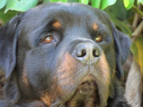 polibos8's profile picture. Viva Chile 🇨🇱