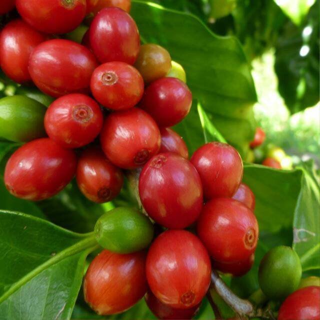 CECOFA started in 2004 as Nsangi Coffee Farmers Association involved in coffee farming, bringing farmers together, guiding them towards improved farming.