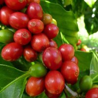 Central Coffee Farmers Association (@cecofaug) Twitter profile photo