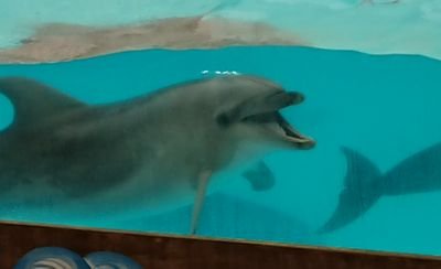 猫8匹と子鉄(息子)の母♪ｽﾞｰﾗｼｱﾝﾌﾞﾗｽと水族館が大好きな親子です♪夢は『全国水族館制覇』♪私たち親子のホームグラウンドはスマスイ♪私スマスイのイルカとペンギン達の顔は全員見分けられます♪息子は４歳の時にスマスイのイルカ（アイ）の命名者となりました（残念ながらその子はお星様に…）♪親子でスマスイを愛しています♪