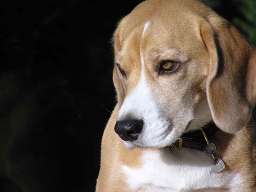 BixTheBeagle's profile picture. 