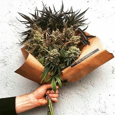 IssaMutinda's profile picture. silent