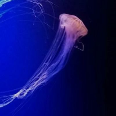 New_koman_ti05's profile picture. フォローありがとうございます😊🙌✨
生き返りました