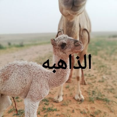 الفضلي /ذهيب الابل 
للتواصل والاعلان خاص
لوجه الله