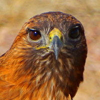 Bountiful Birds (@birdsbountiful) 's Twitter Profile