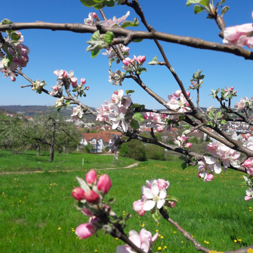 SarahBu47485616's profile picture. Ich bin Christ und glaube an Gott. Teilen Sie die Liebe Gottes mit mehr Menschen.