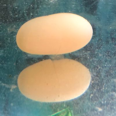 ナオキさんのプロフィール画像