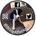@BringAlfieHome (@bringalfiehome) Twitter profile photo @BringAlfieHome (@bringalfiehome) Twitter profile photo