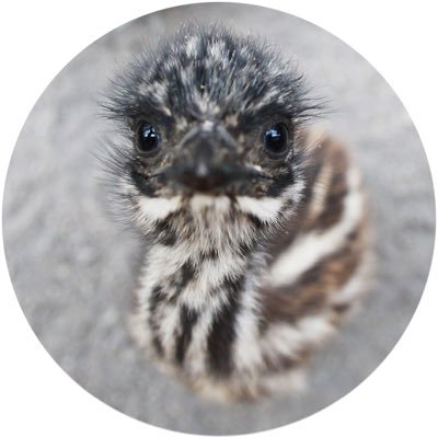 富士花鳥園 Fujikachoen Twitter 富士花鳥園 Fujikachoen Twitter