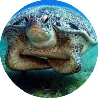 SOLEMARTYR (@kklene16) 's Twitter Profile