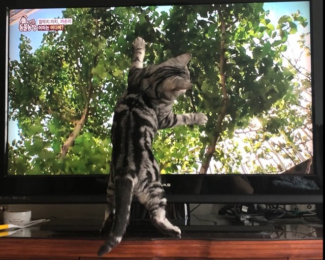 fiona__cat's profile picture. 야구안봄😤😤😤