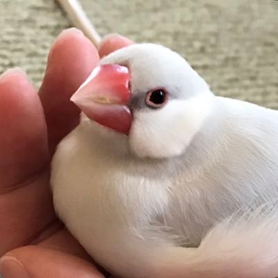 あんじぇりかさんのプロフィール画像